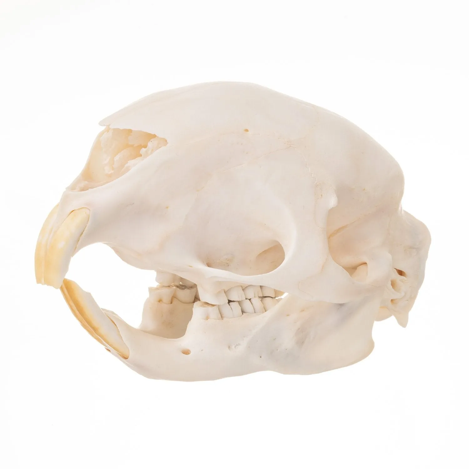 Real African Porcupine Skeleton - Disarticulated